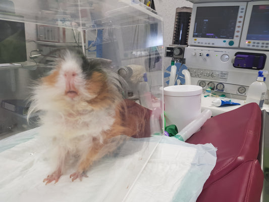 Help! Mijn konijn of cavia wordt binnenkort geopereerd, wat kan ik doen?