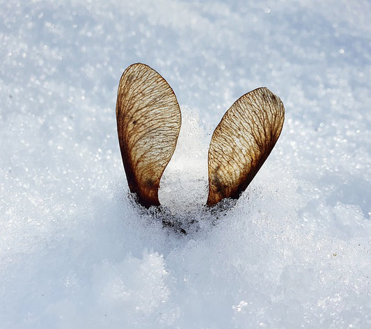 Brrr, mijn konijn zit in de vrieskou, wat nu?