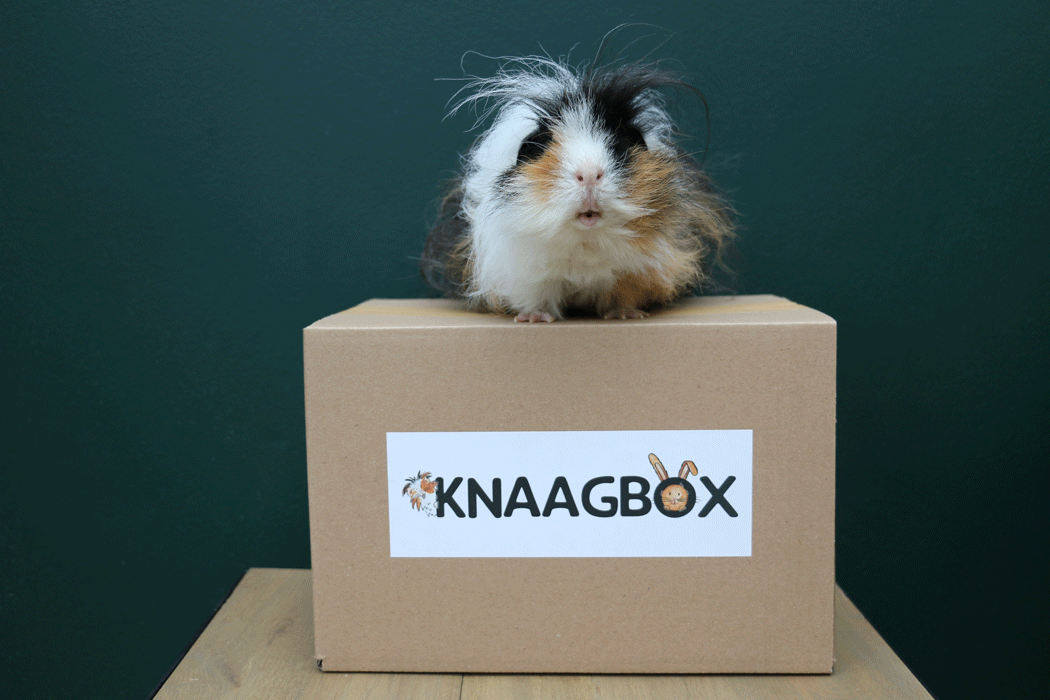 Knaagbox Cavia uit voorraad