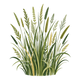 Met 30 grassoorten